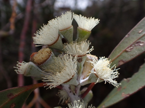 Eucalyptus tenuiramis, photograph 1
