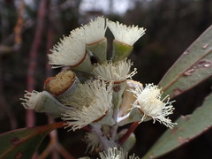 Eucalyptus tenuiramis, photograph (c) Stella Fish, some rights reserved (CC BY)