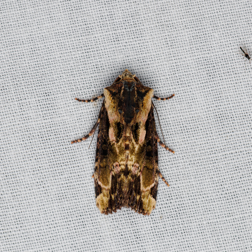Sasunaga leucorina