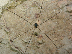 Leiobunum viridorsum