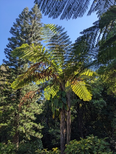 Sphaeropteris intermedia, photograph 4