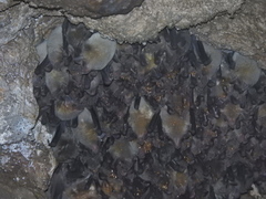 Leptonycteris nivalis