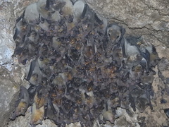 Leptonycteris nivalis