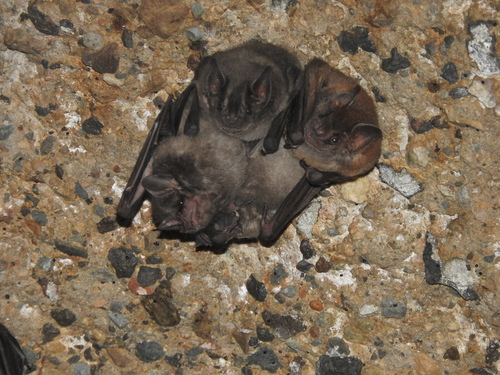Aztec Fruit-eating Bat