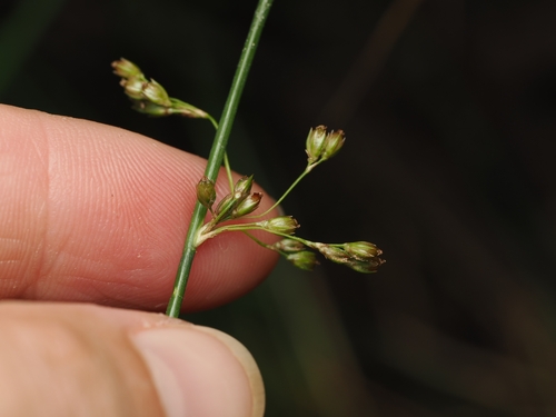 Juncus pauciflorus, photograph 6