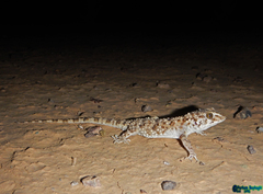 Tenuidactylus caspius
