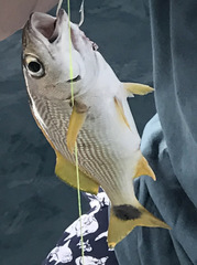 Haemulon steindachneri