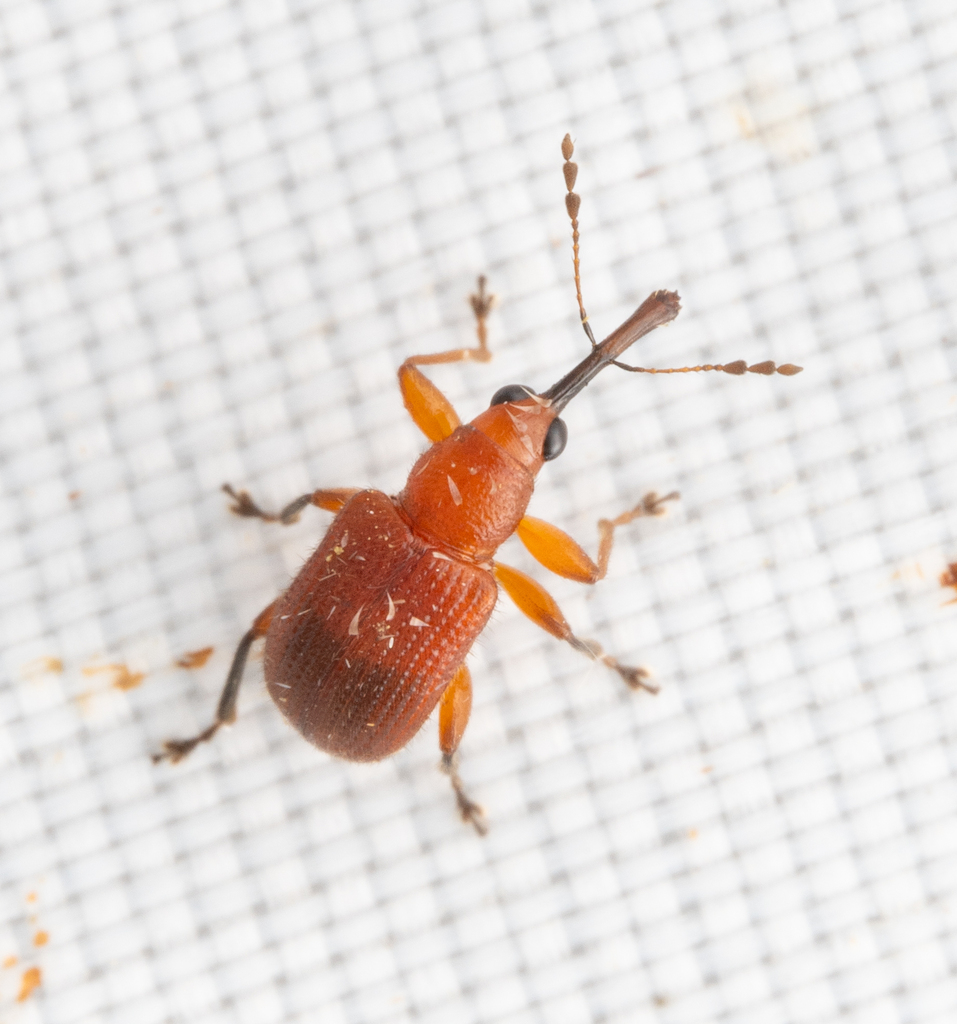Elautobius indochinensis