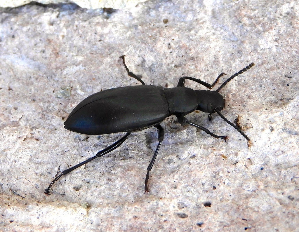 Rhinandrus obsoletus
