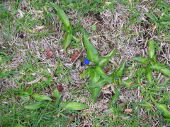 Commelina tuberosa