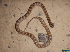 Lytorhynchus ridgewayi