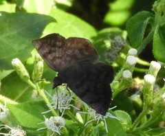 Pellicia arina
