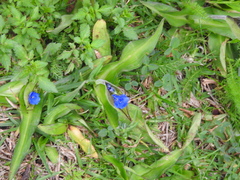 Commelina tuberosa