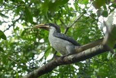 Ocyceros gingalensis