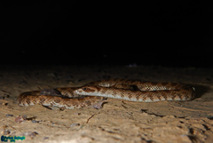 Lytorhynchus ridgewayi