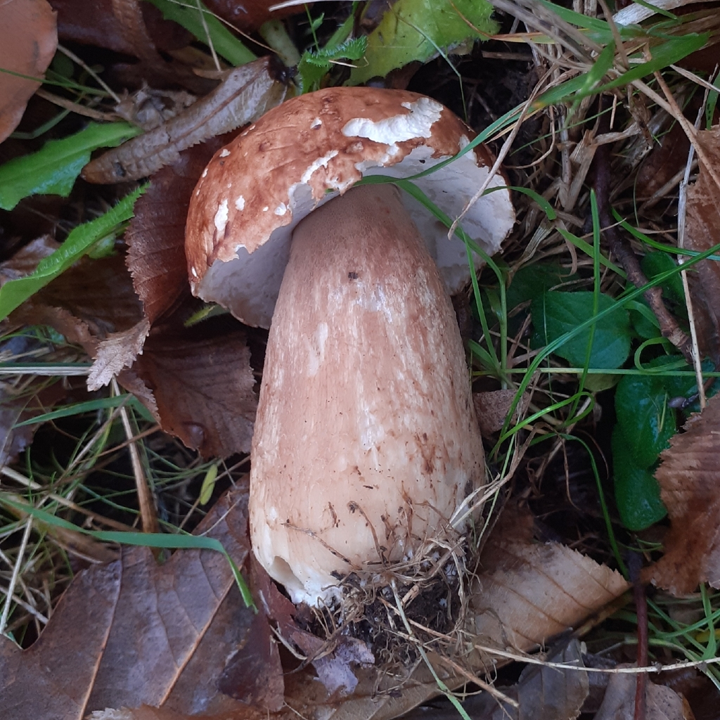 Boletus edulis · November 2025 · photo: © bogsuckers (iNaturalist, cc-by)