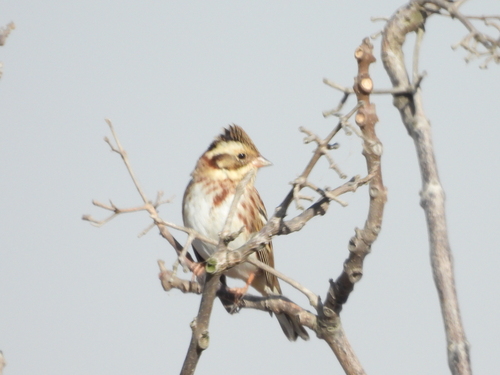 Rustic Bunting