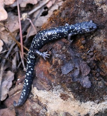 Aneides flavipunctatus