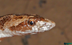 Lytorhynchus ridgewayi