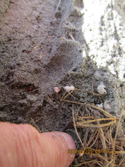 Ostearius melanopygius