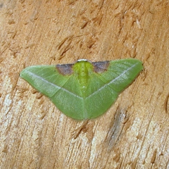 Tachyphyle basiplaga