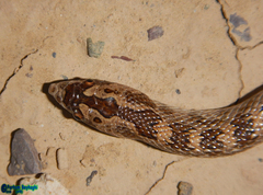 Lytorhynchus ridgewayi