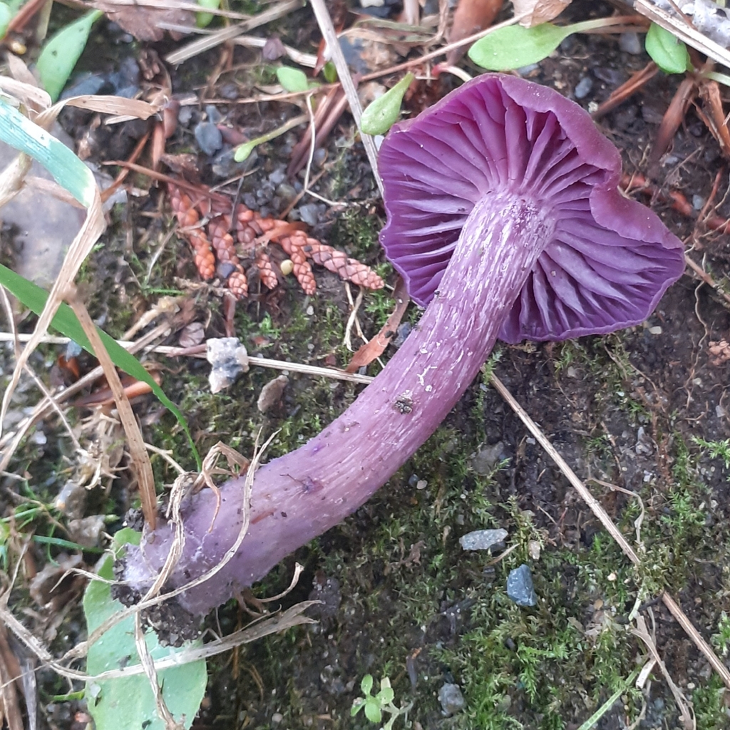 Laccaria amethystina · November 2025 · photo: © bogsuckers (iNaturalist, cc-by)