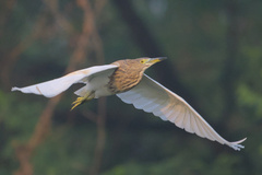 Indian Pond Heron photo 5
