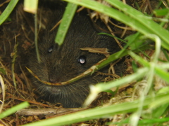 Microtus mexicanus