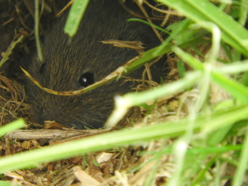 Mexican Vole