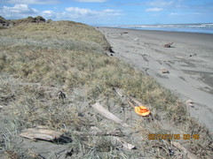 Ostearius melanopygius