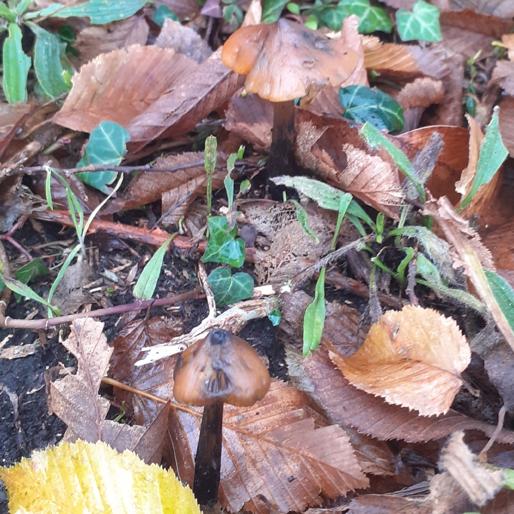 Hygrocybe conica · November 2025 · photo: © bogsuckers (iNaturalist, cc-by)