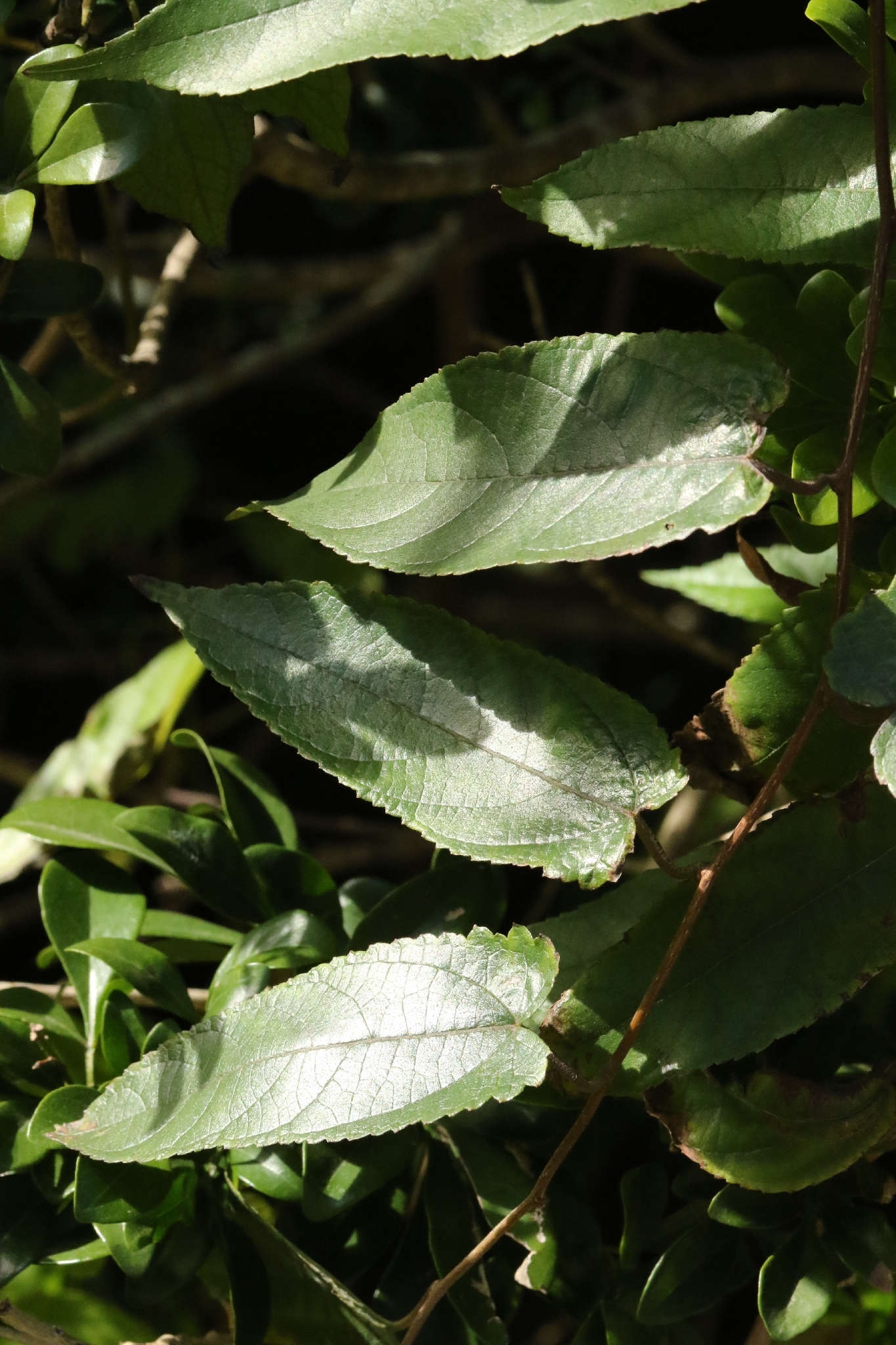 Broussonetia kaempferi