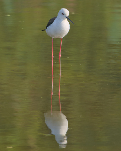 Échasse blanche