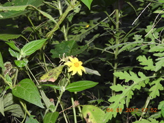 Asteraceae