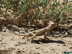 Phrynocephalus persicus