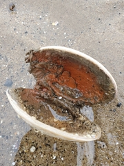 Clathria