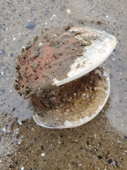 Clathria