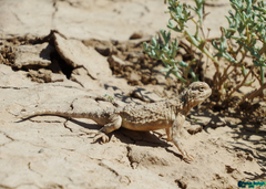 Phrynocephalus persicus