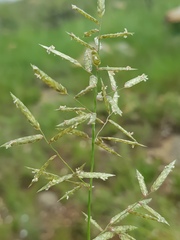 Eragrostis nindensis