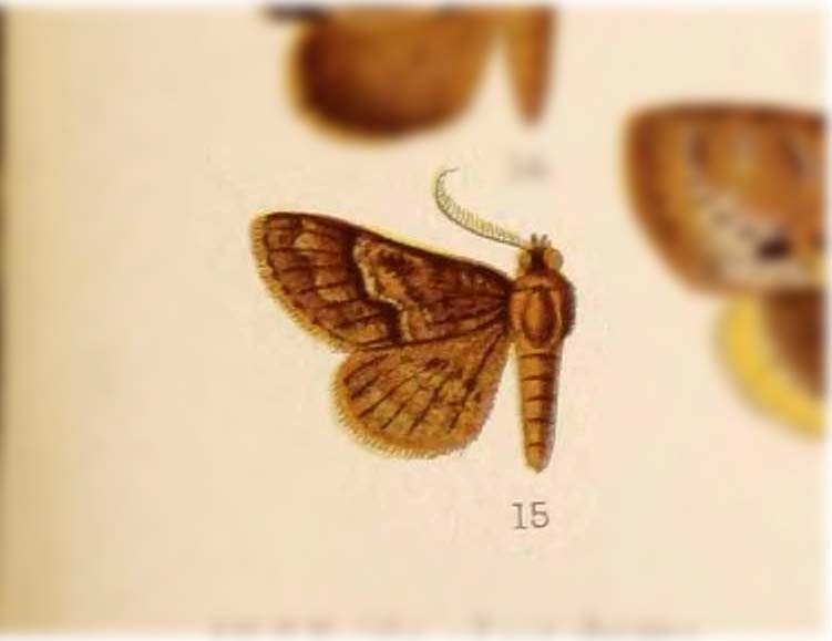 Bertula phlegeusalis