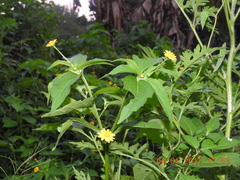 Melampodium divaricatum