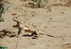 Phrynocephalus persicus