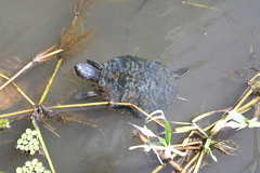 Trachemys venusta uhrigi