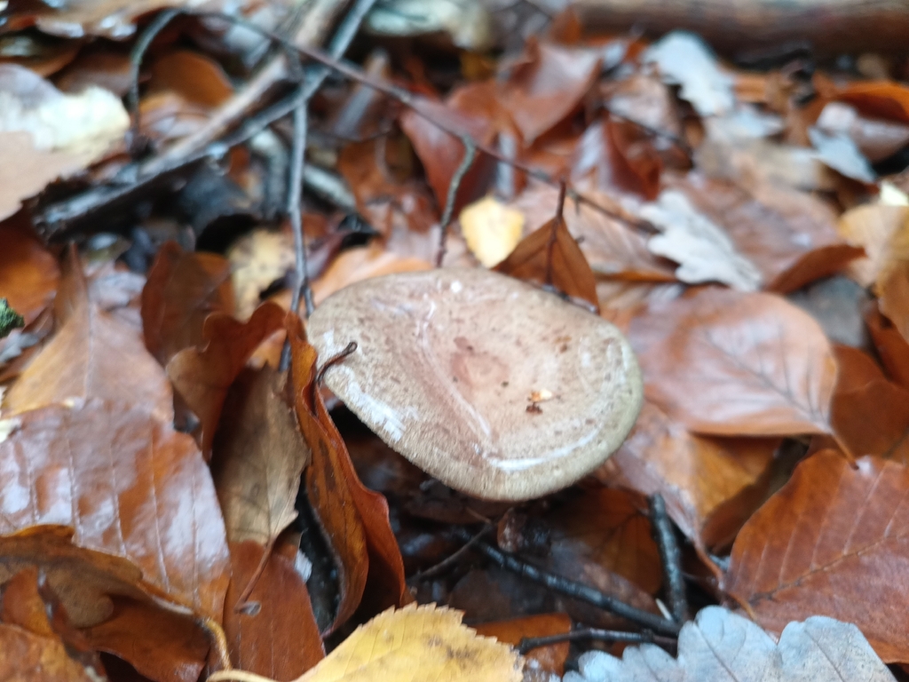 Lactarius blennius