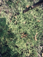 Galium parisiense