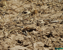 Phrynocephalus persicus