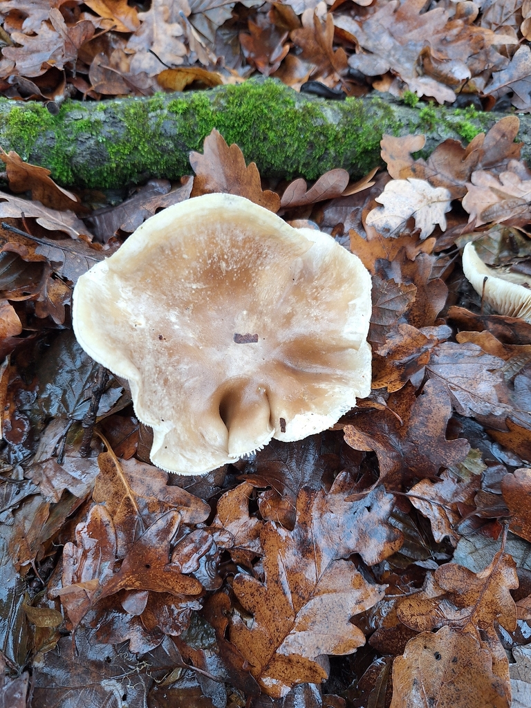 Clitocybe nebularis · November 2025 · photo: © istvan__kovacs (iNaturalist, cc0)