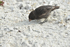 Geospiza acutirostris