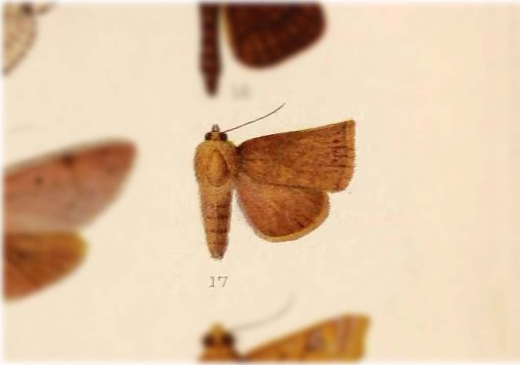Didigua quadratipennis